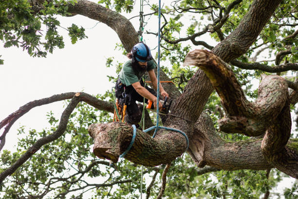 Best Tree Mulching  in Bismarck, MO