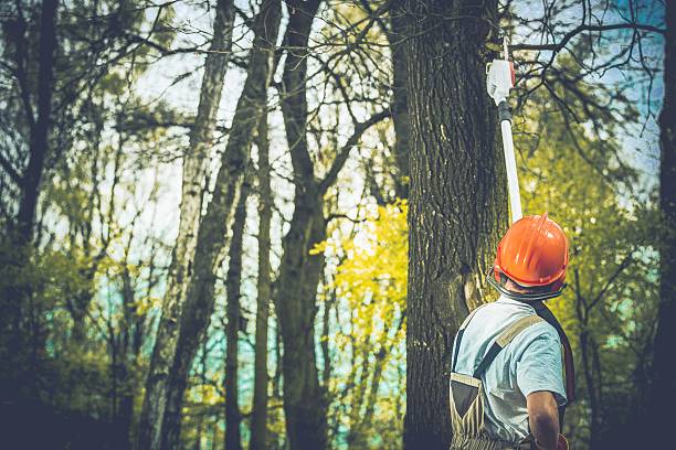 Best Seasonal Cleanup (Spring/Fall)  in Bismarck, MO